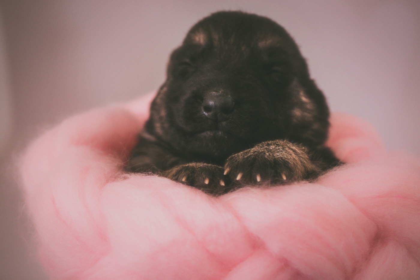 Black Labrador puppy